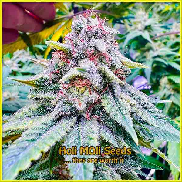 photo of mazar-blueberry feminized cannabis bud