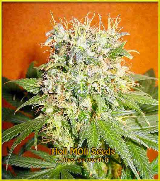 photo of Mazar feminized cannabis bud