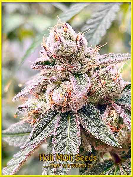 Mendozino Purple Kush cannabis strain photo