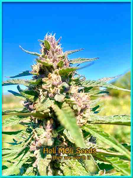 Mimosa cannabis strain photo