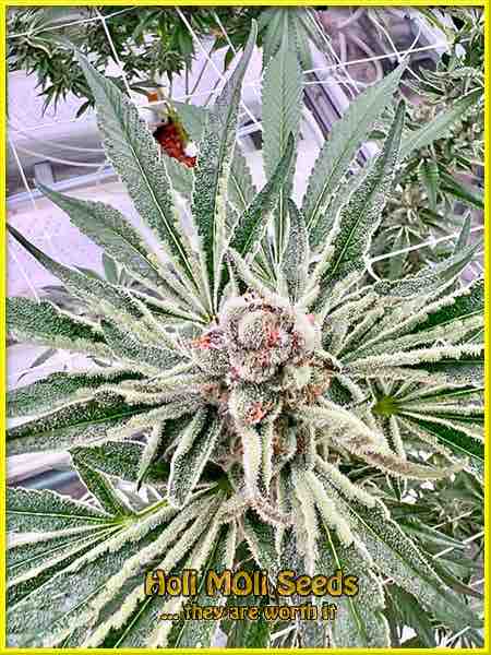 photo of MK Ultra feminized cannabis bud