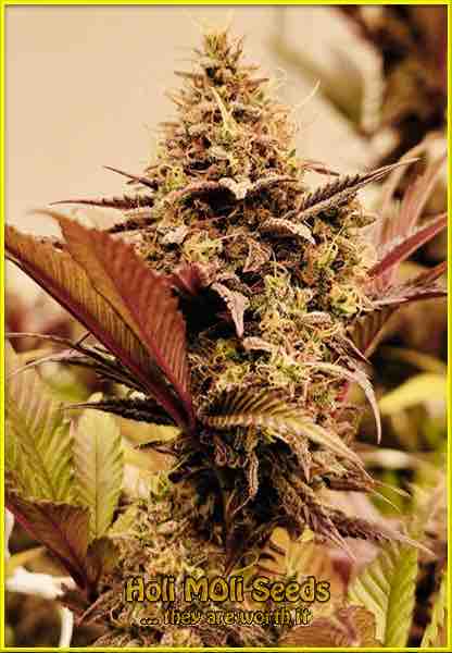 Moby Dick cannabis strain photo
