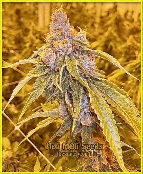 photo of motor-breath feminized cannabis bud