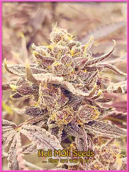 marijuana bud photo top rated