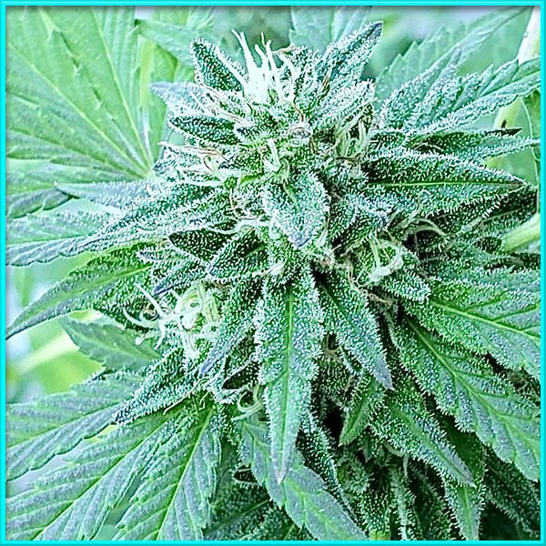 photo of nevilles-haze feminized cannabis bud