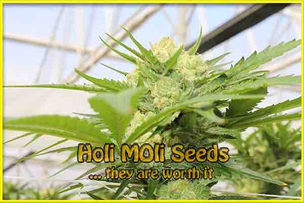 Northern Lights #10 cannabis strain photo