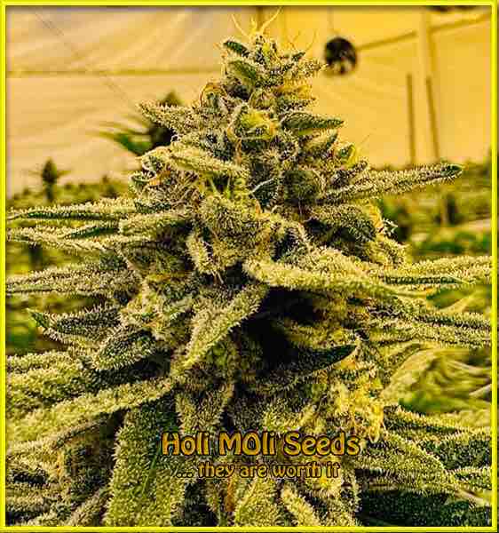 photo of northern-lights-x-big-bud feminized cannabis bud