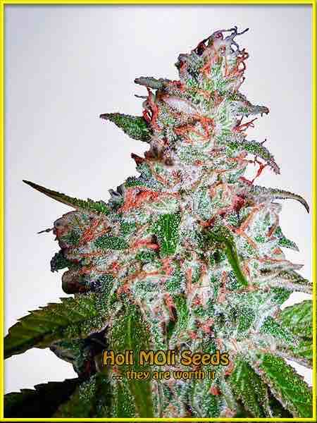 photo of northern-lights feminized cannabis bud