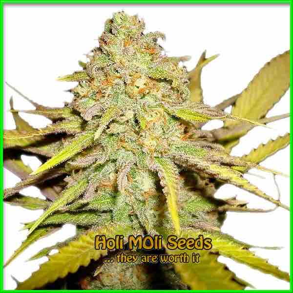 photo of OG Kush feminized cannabis bud