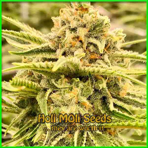 photo of OG White Fire feminized cannabis bud