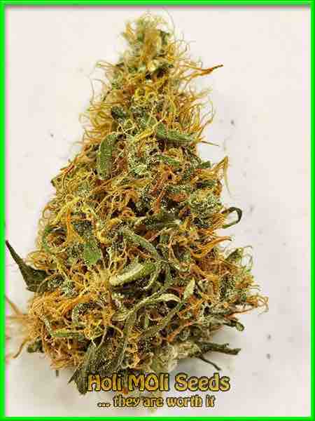 photo of orange-bud feminized cannabis bud