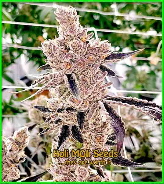 photo of orange-cookies feminized cannabis bud