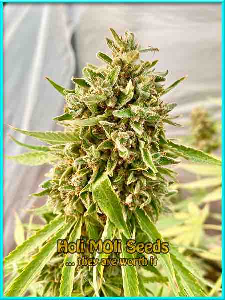 photo of orange-velvet-x-cinderella-99 feminized cannabis bud