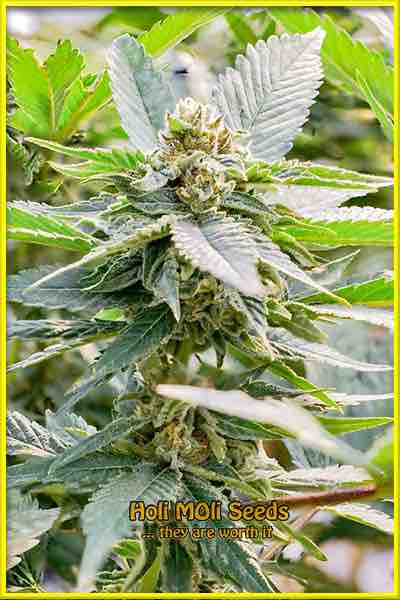 photo of oregon-underdawg feminized cannabis bud