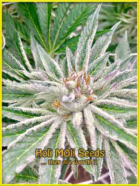 Oreos cannabis strain photo