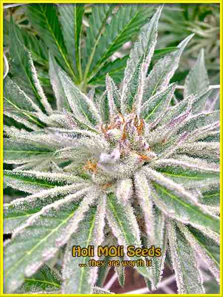 photo of oreoz feminized cannabis bud