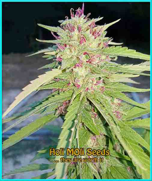 photo of panama feminized cannabis bud