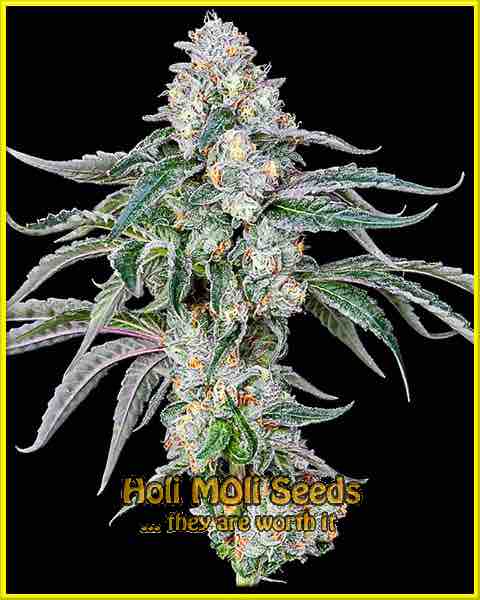 photo of Papaya feminized cannabis bud