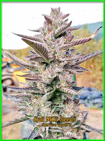 Peanut Butter Breath cannabis strain photo