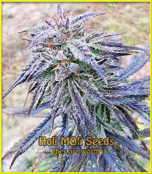 photo of Platinum Bubba Kush feminized cannabis bud