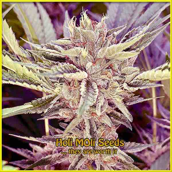 Platinium Cookies cannabis strain photo