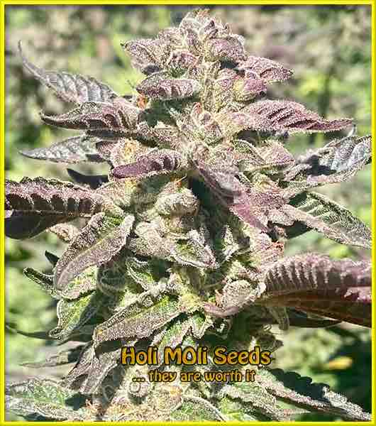 photo of purple-bubba-kush feminized cannabis bud