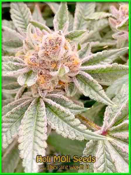 photo of purple-gelato feminized cannabis bud