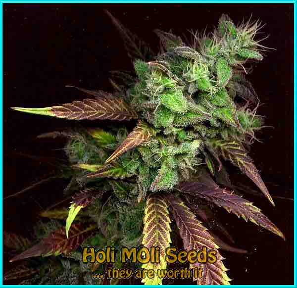 photo of Purple Haze feminized cannabis bud