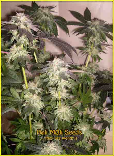 photo of Purple Kush feminized cannabis bud