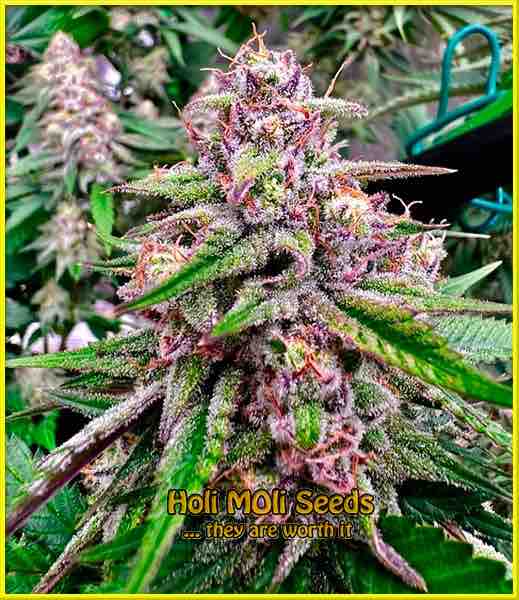 Purple Panty Dropper cannabis strain photo