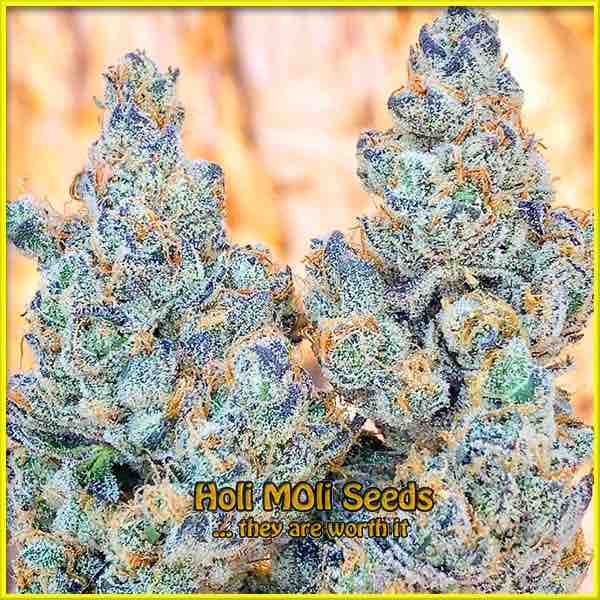 photo of purple-star-killer feminized cannabis bud