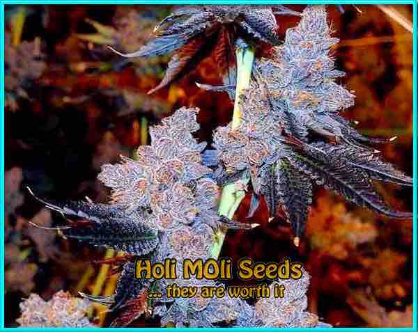 photo of Purple Thai feminized cannabis bud