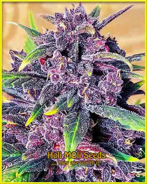 photo of purple-urkle feminized cannabis bud