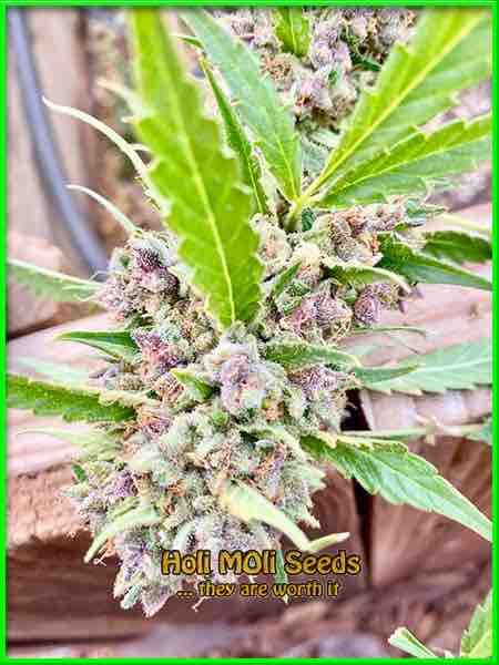 photo of rainbow-kush feminized cannabis bud