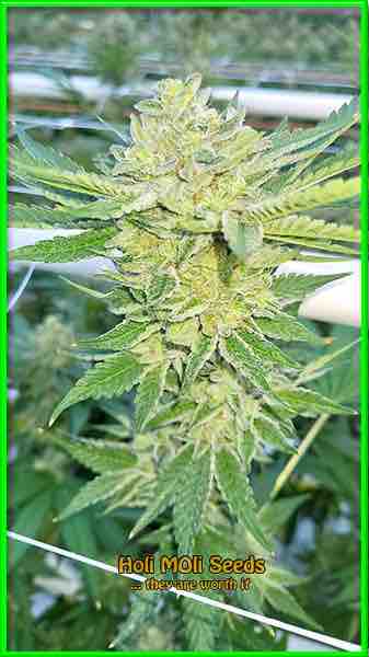 photo of rosenthal feminized cannabis bud