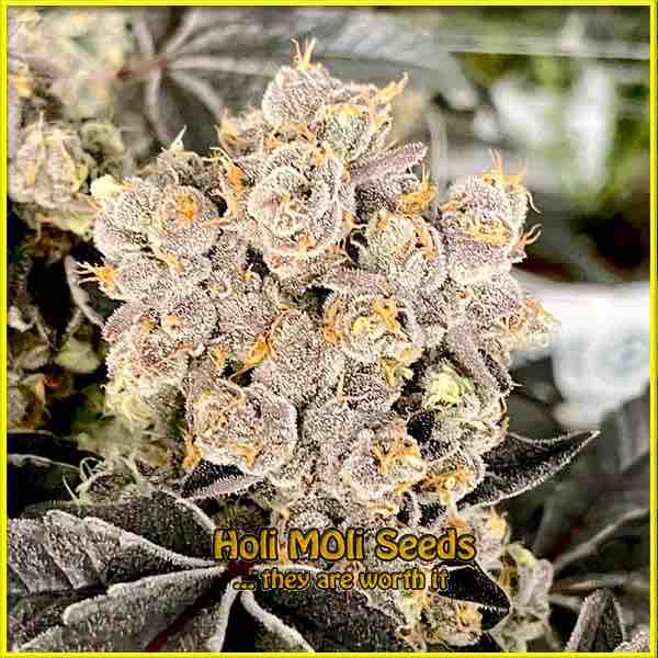 photo of scotts-og feminized cannabis bud