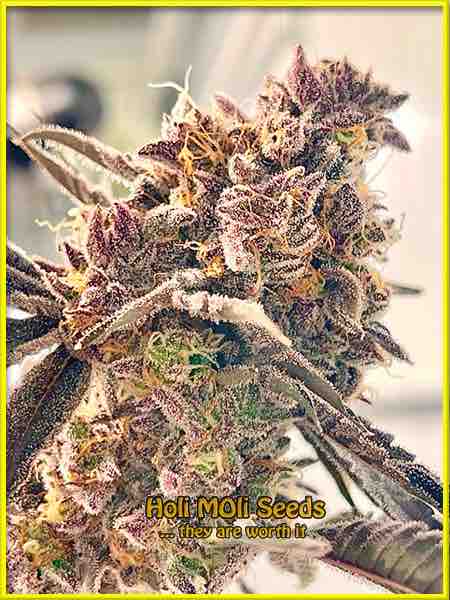 photo of sherbet-kush feminized cannabis bud