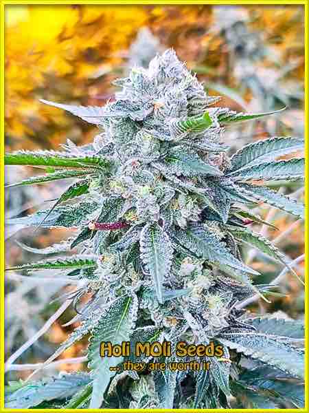 marijuana bud photo on sale