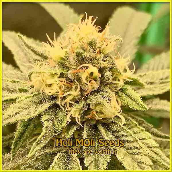 Skunk Diesel cannabis strain photo