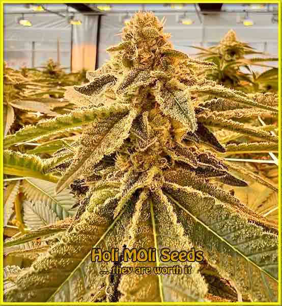 photo of Skunk feminized cannabis bud