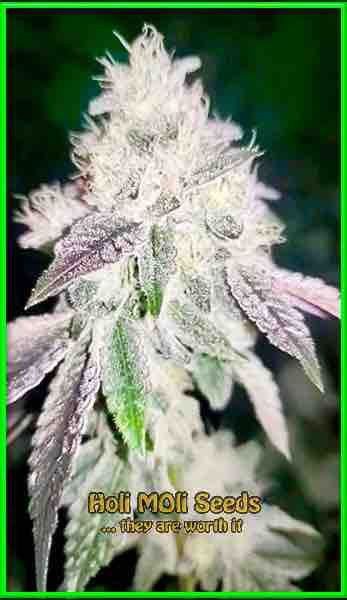 Skywalker (Indica) cannabis strain photo