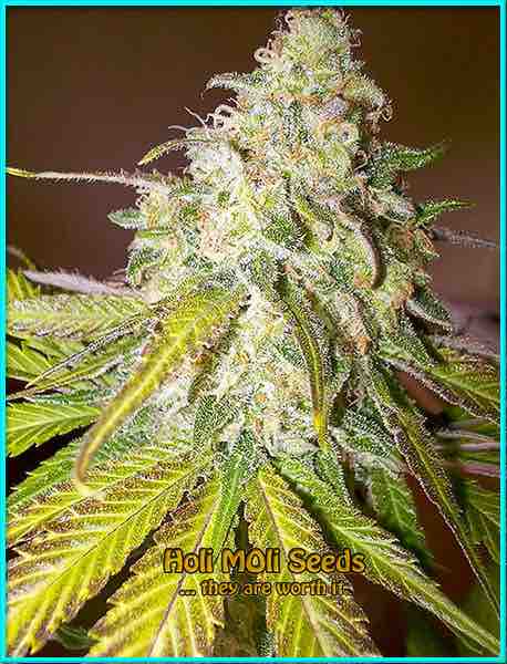 photo of sour-diesel autoflowering cannabis bud