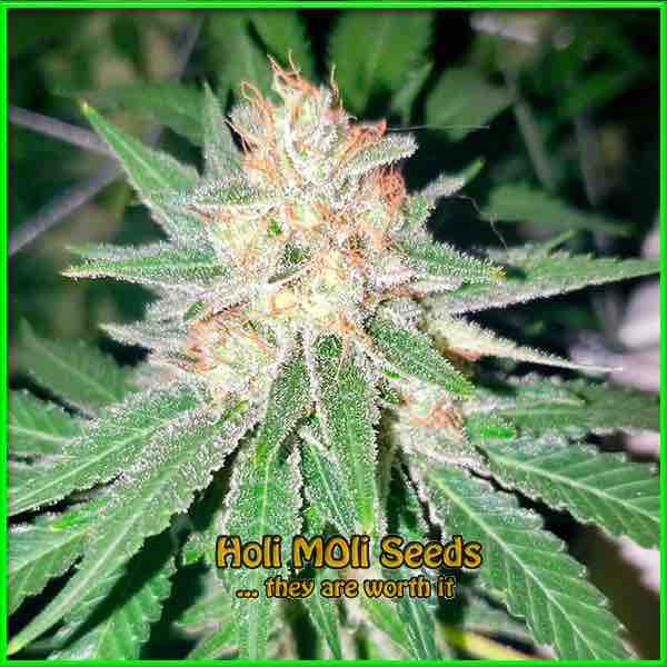 Sour Lemon cannabis strain photo