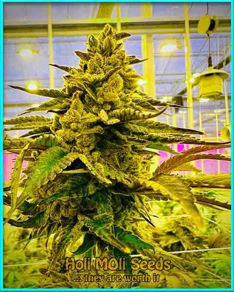 Sour Tangie cannabis strain photo
