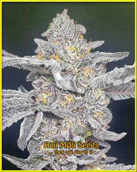 Star Killer cannabis strain photo