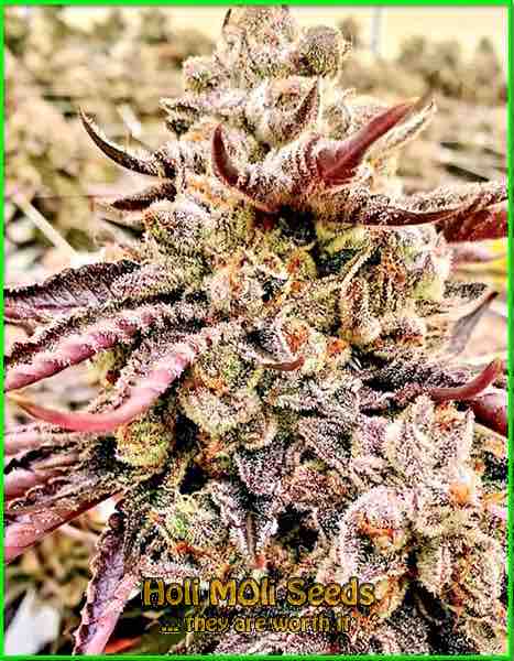 Strawberry Gelato cannabis strain photo