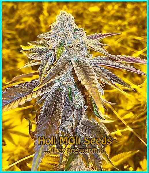 photo of strawberry-haze feminized cannabis bud