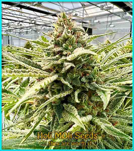 Strawberry Kush cannabis strain photo