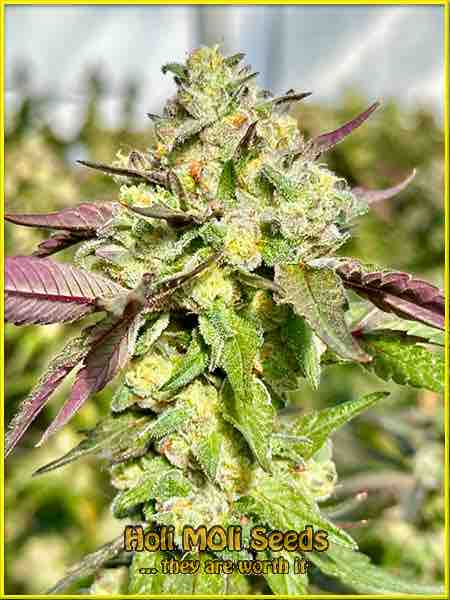 Sugar Black Rose cannabis strain photo