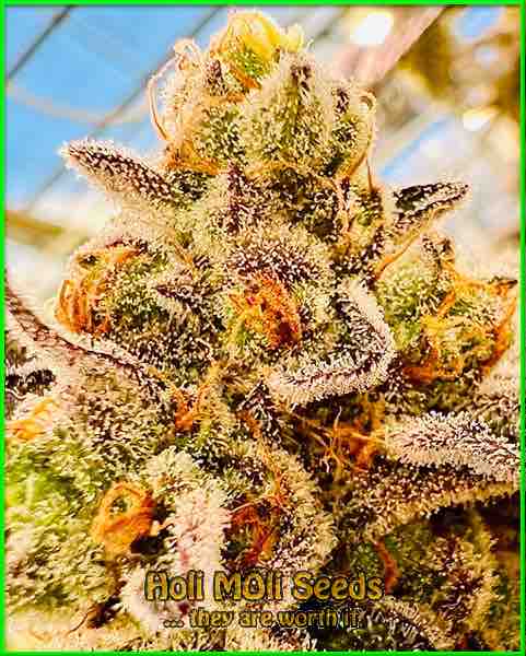 photo of amber feminized cannabis bud